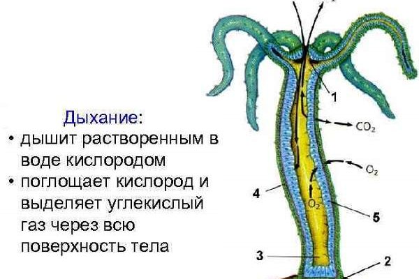 Кракен даркнет только через торг